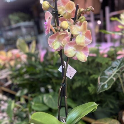 Phalaenopsis beard BS | Storczyk