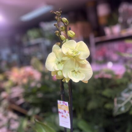 Phalaenopsis Limoncello Kiss big Lip | Storczyk