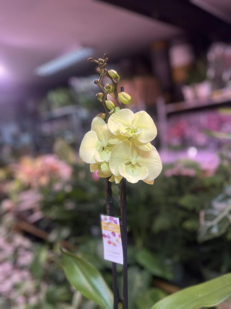 Phalaenopsis Limoncello Kiss big Lip | Storczyk