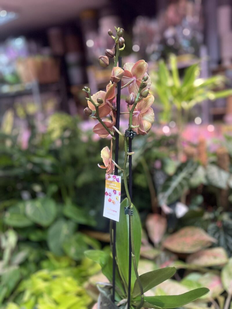 Phalaenopsis Brion Butterfly | Storczyk