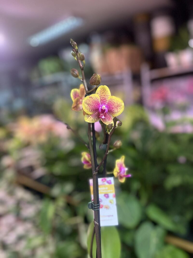 Phalaenopsis Sogo Lawrence x I-Hsin Yellow Wave | Storczyk