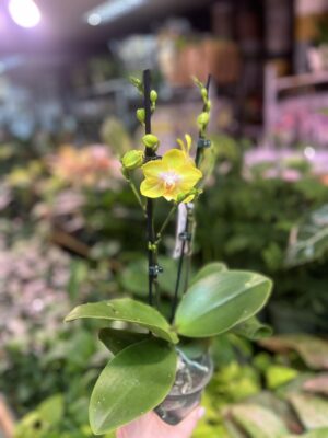 Phalaenopsis Sogo Pride | Storczyk