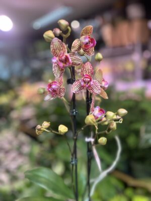 Phalaenopsis Lucky Leopard peloric | Storczyk