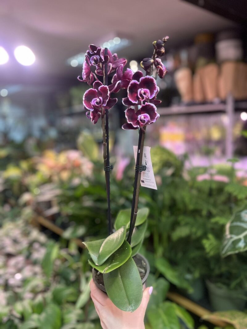 Phalaenopsis summer breath | Storczyk