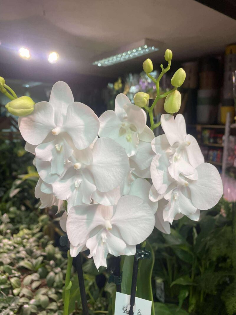 Storczyk z mixa biały