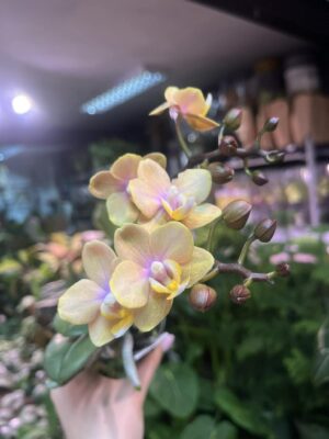 Phalaenopsis Orange | Storczyk Pachnący