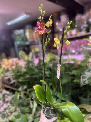 Phalaenopsis GW Green World ‘Snakeskin | Storczyk