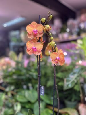 Phalaenopsis Bologna | Storczyk przekwitnięty