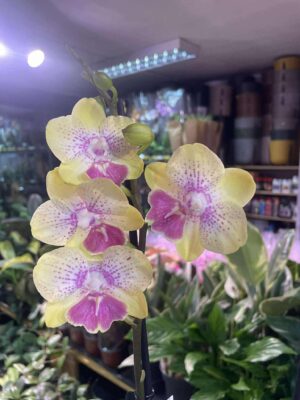 Phalaenopsis Long Pride Kris | Storczyk