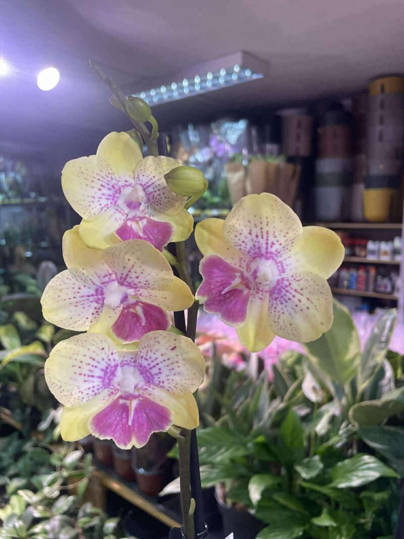 Phalaenopsis Long Pride Kris | Storczyk