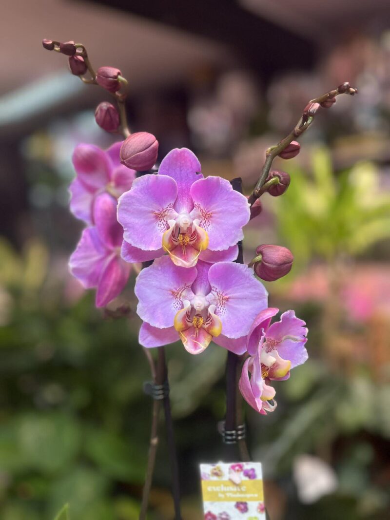 Phalaenopsis Taisuco Anna peloric | Storczyk
