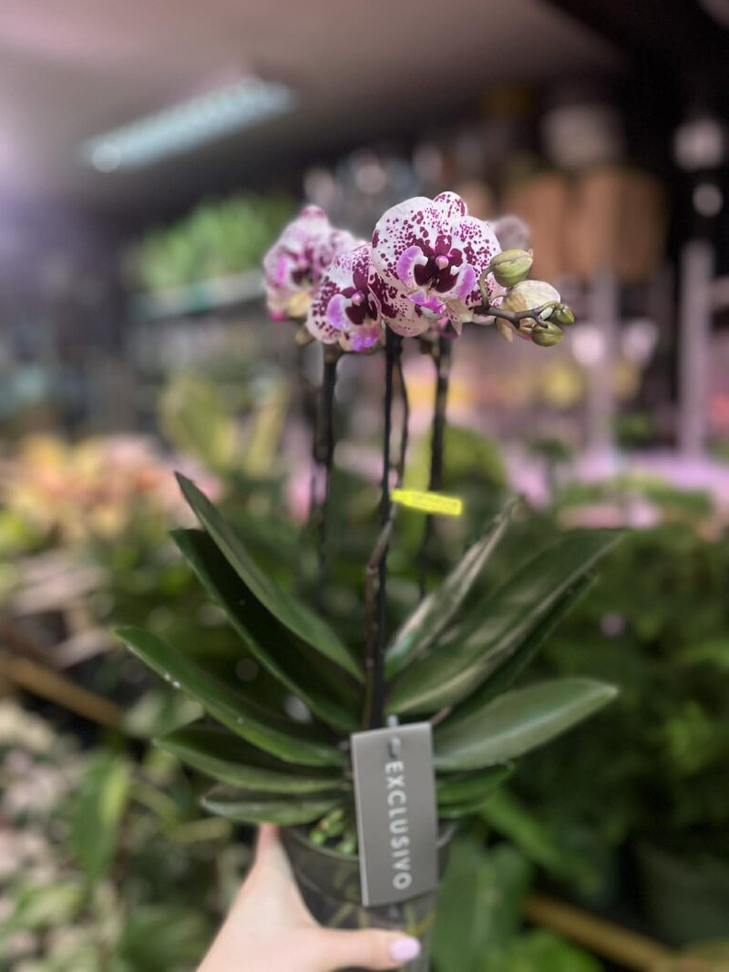 Phalaenopsis Multiflora Exclusivo ‘Athena’ | Storczyk