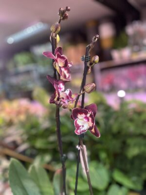 Phalaenopsis Klementyna | Storczyk