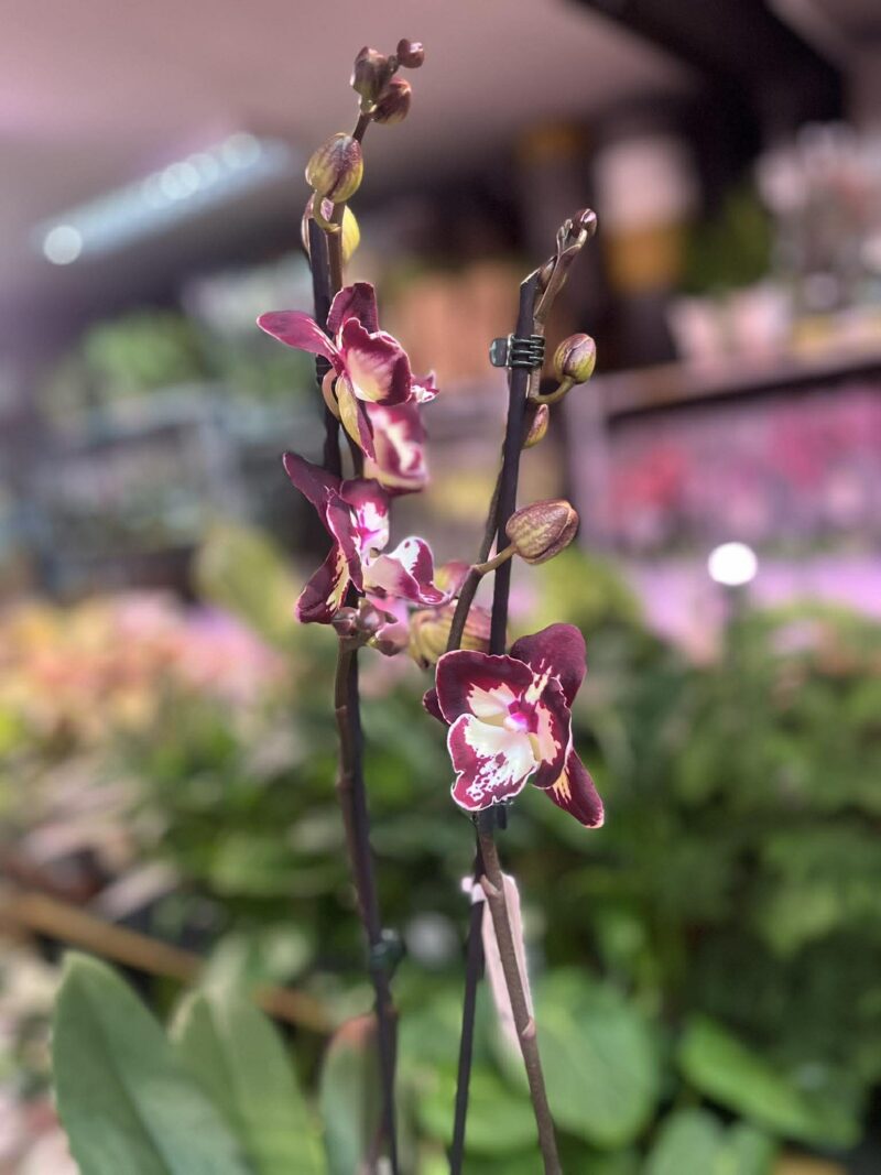 Phalaenopsis Klementyna | Storczyk