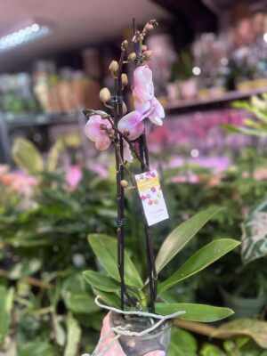 phalaenopsis queen kiss | Storczyk