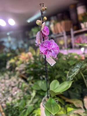 Phalaenopsis Allura Picasso | Storczyk