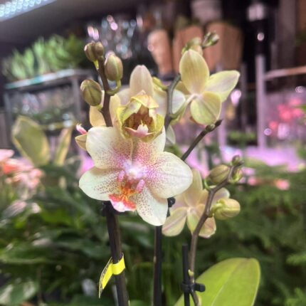 Phalaenopsis Multiflora ‘Indy’ | Storczyk