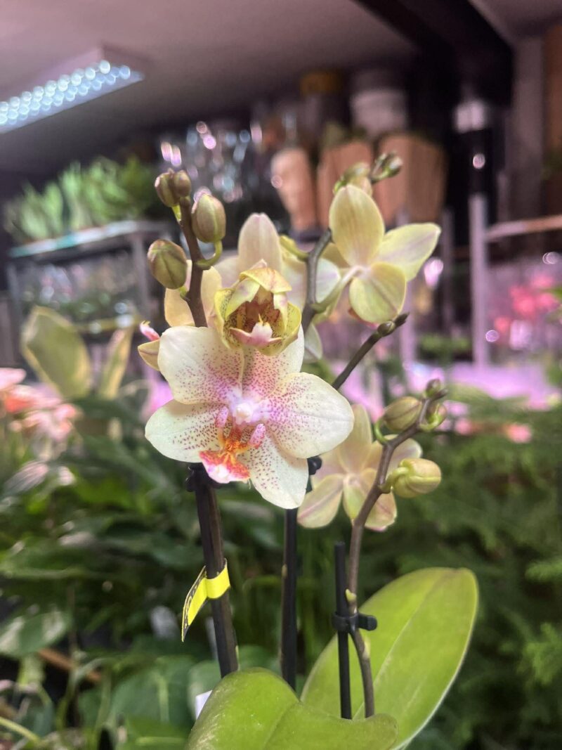 Phalaenopsis Multiflora ‘Indy’ | Storczyk