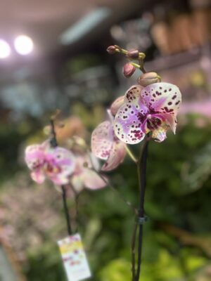 Phalaenopsis Wild Peach | Storczyk
