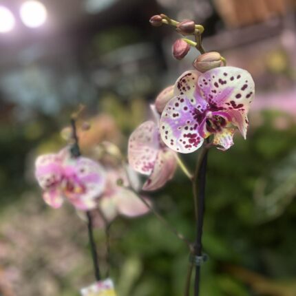 Phalaenopsis Wild Peach | Storczyk