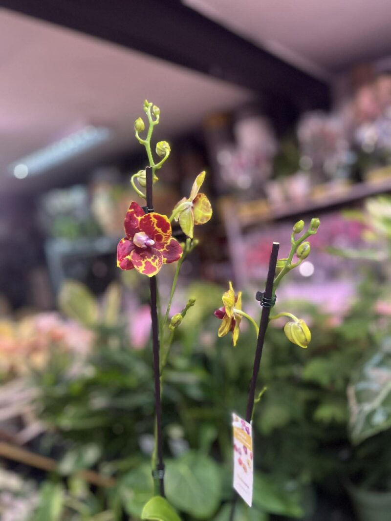 Phalaenopsis GW Green World ‘Snakeskin | Storczyk