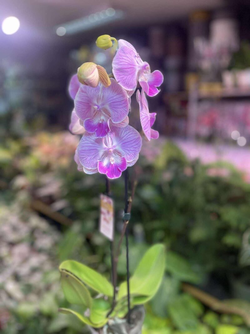 Storczyk z mixa różowy