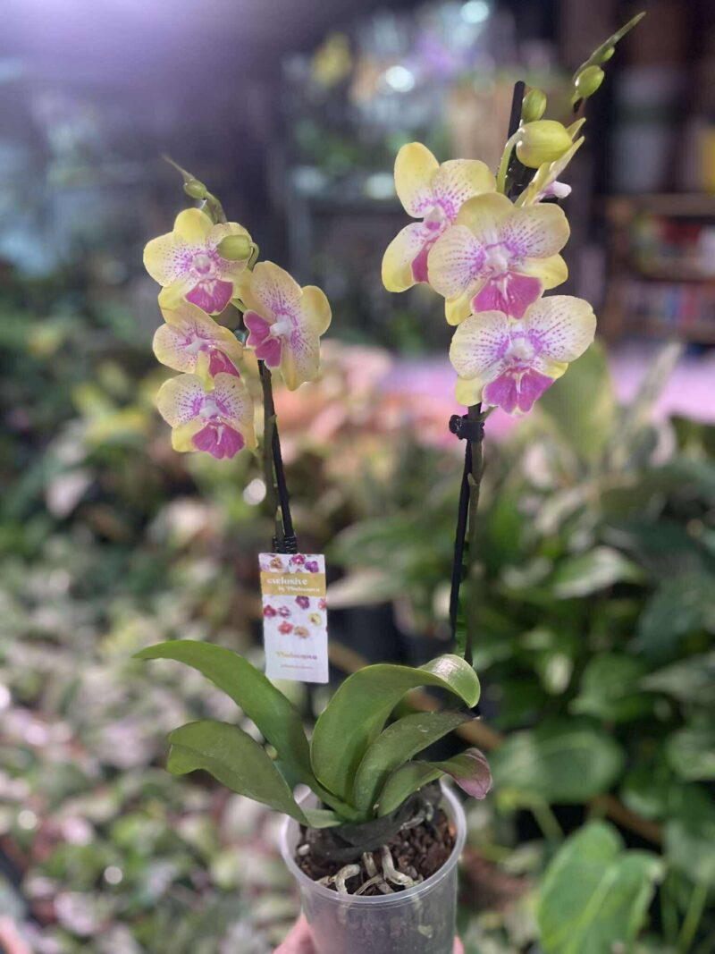 Phalaenopsis Long Pride Kris | Storczyk