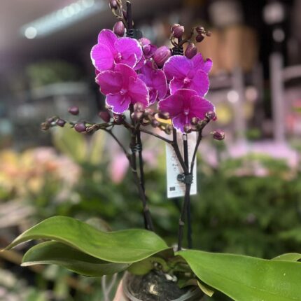 Phalaenopsis Younghome Pinying ‘0792’ Big Lip | Storczyk