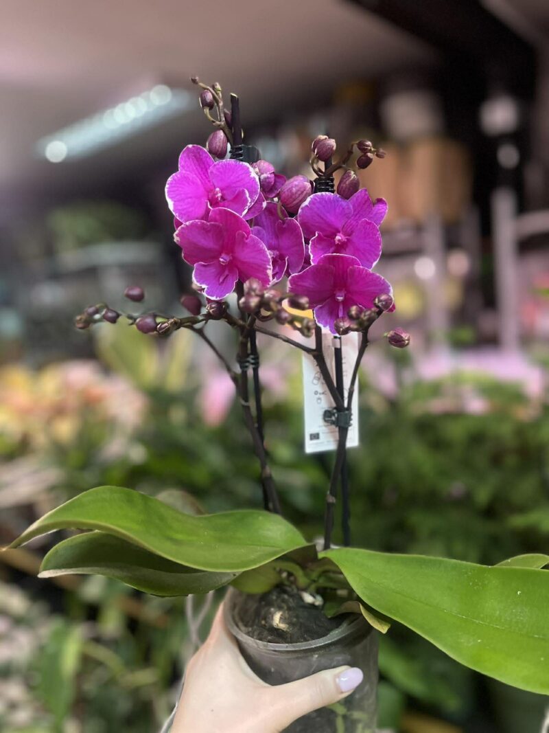 Phalaenopsis Younghome Pinying ‘0792’ Big Lip | Storczyk