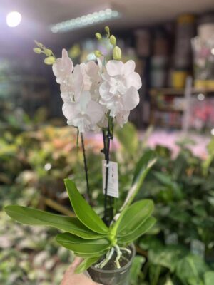 Storczyk z mixa biały