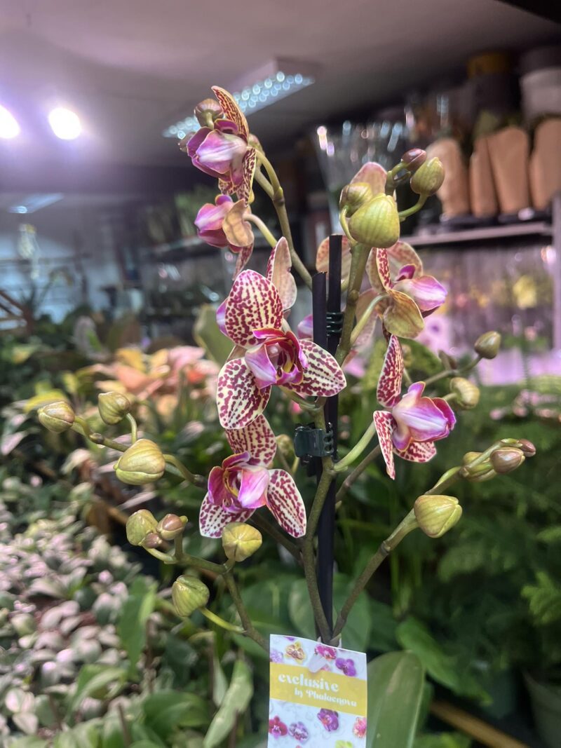 Phalaenopsis Lucky Leopard peloric | Storczyk