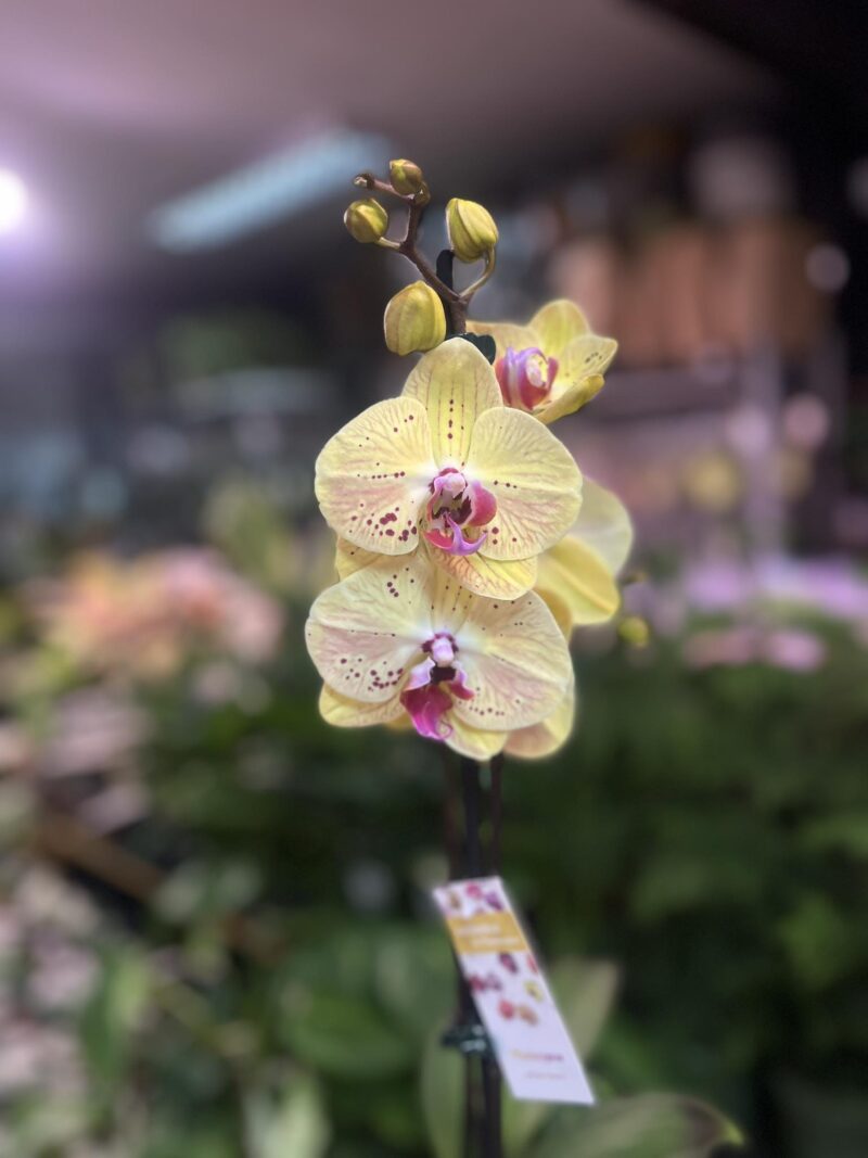 Phalaenopsis Golden Goya | Storczyk
