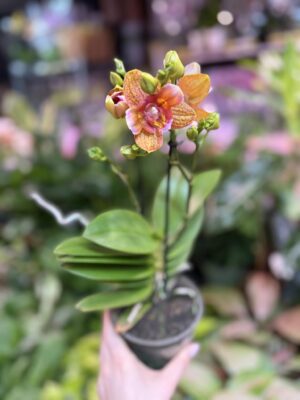 Phalaenopsis Yaphon Perfume ‘ES’ | Storczyk pachnący