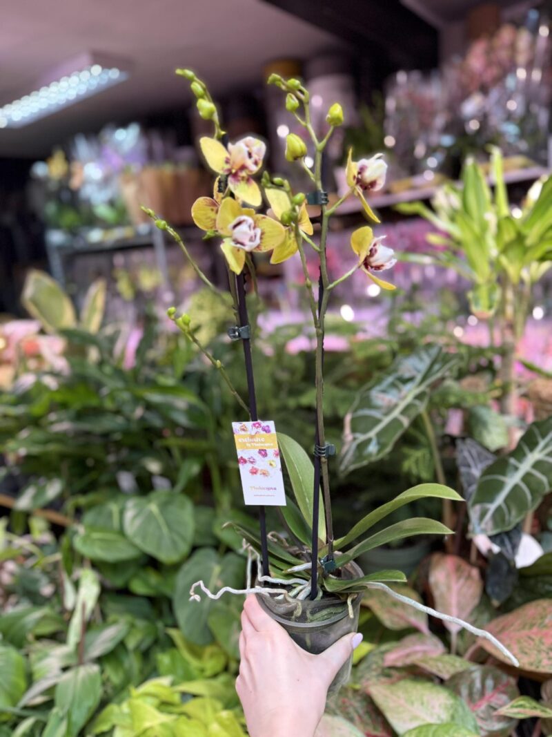 Storczyk z mixa peloryczny żółty