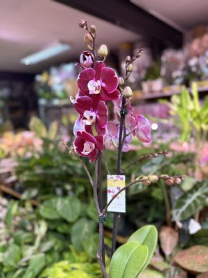 phalaenopsis hot chilli | Storczyk