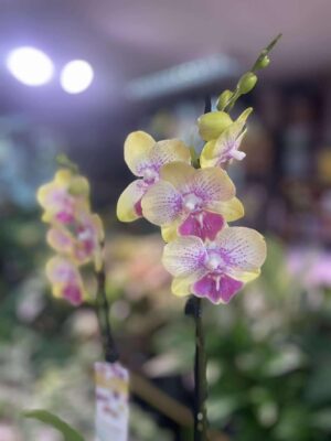 Phalaenopsis Long Pride Kris | Storczyk