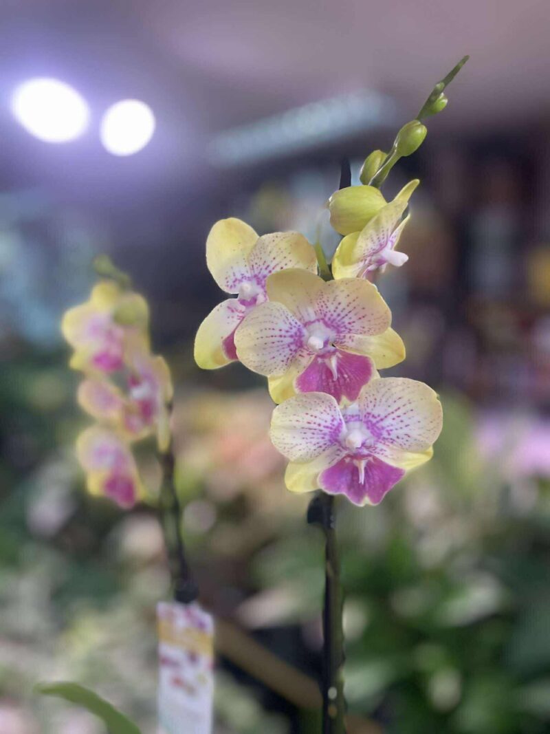 Phalaenopsis Long Pride Kris | Storczyk