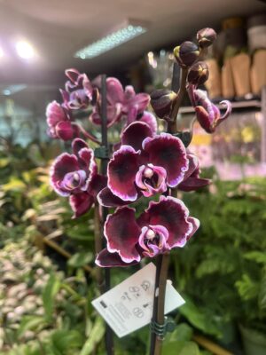 Phalaenopsis summer breath | Storczyk