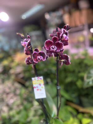 Phalaenopsis summer breath | Storczyk