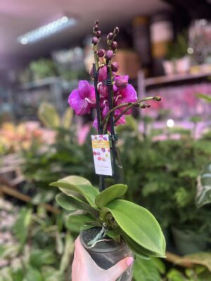 Phalaenopsis Tying Shin Black Bear Big Lip | Storczyk