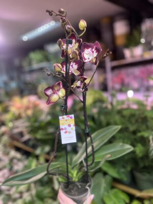 Phalaenopsis Klementyna | Storczyk