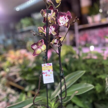 Phalaenopsis Klementyna | Storczyk