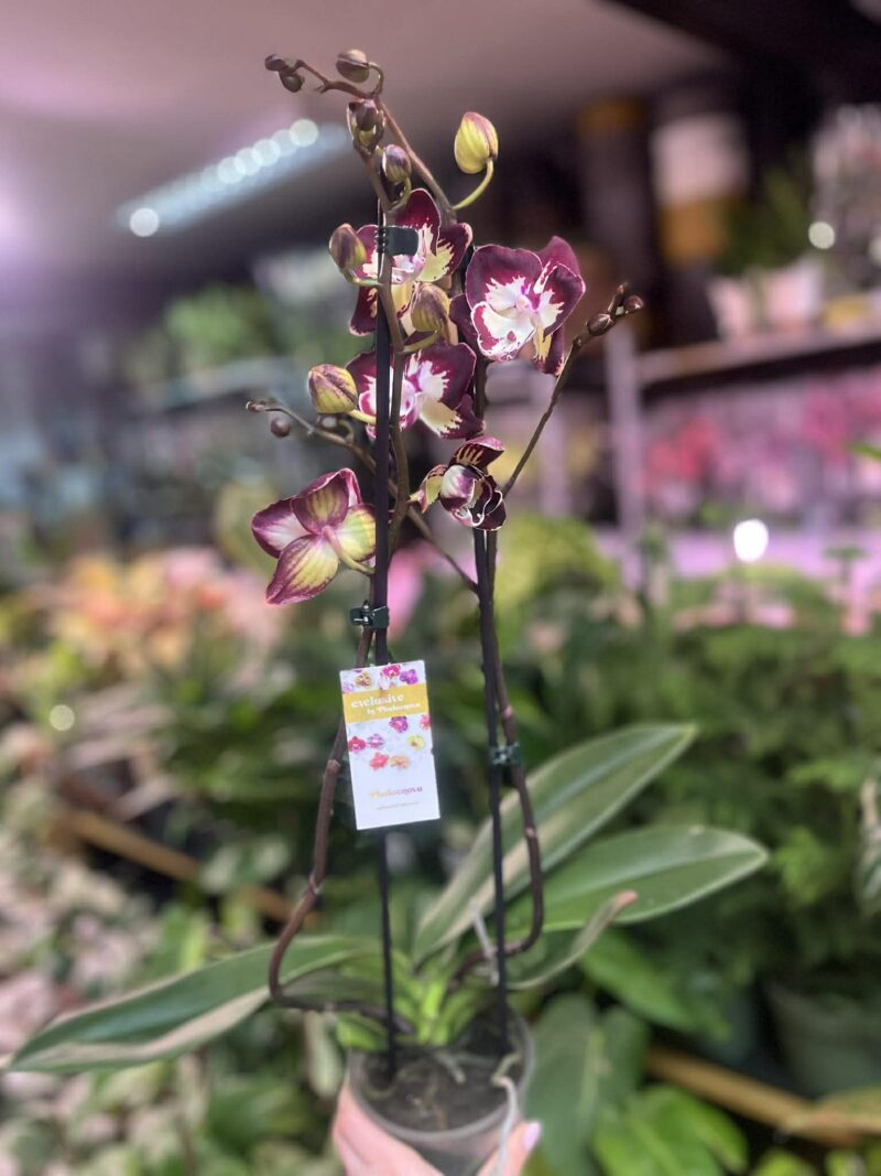 Phalaenopsis Klementyna | Storczyk