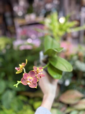 Phalaenopsis Pylo’s sofia | Storczyk