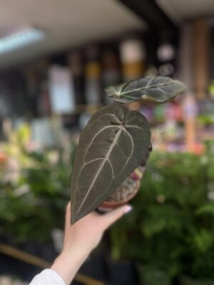 Dockblock Anthurium Dark Handsome® ‘9’ x Red Velvet Cake® ’24’