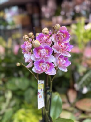 Storczyk z mixa peloric butterfly różowo biały