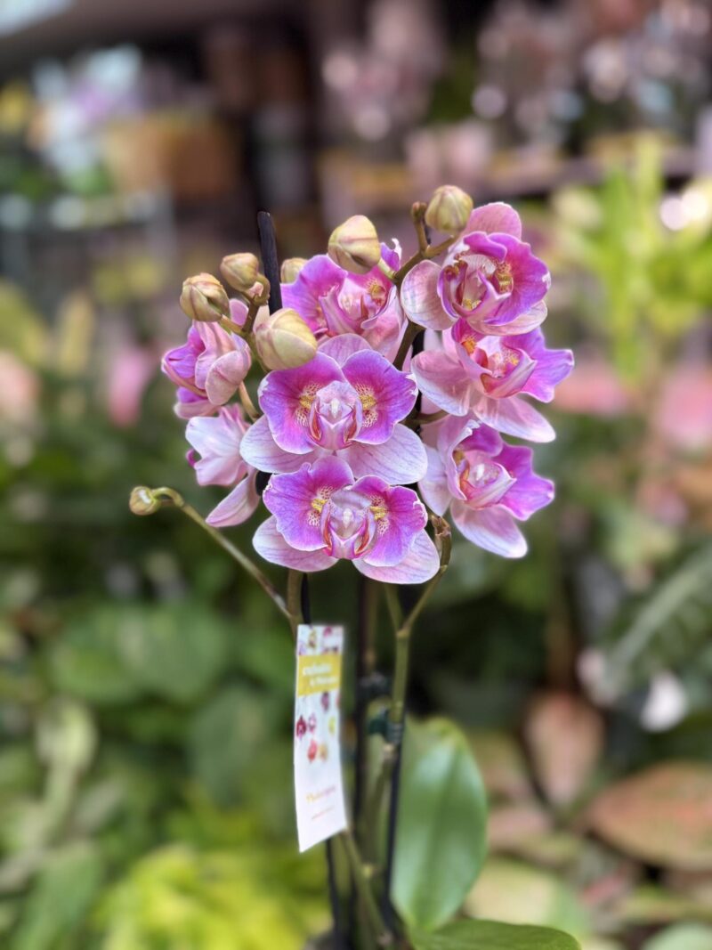 Storczyk z mixa peloric butterfly różowo biały