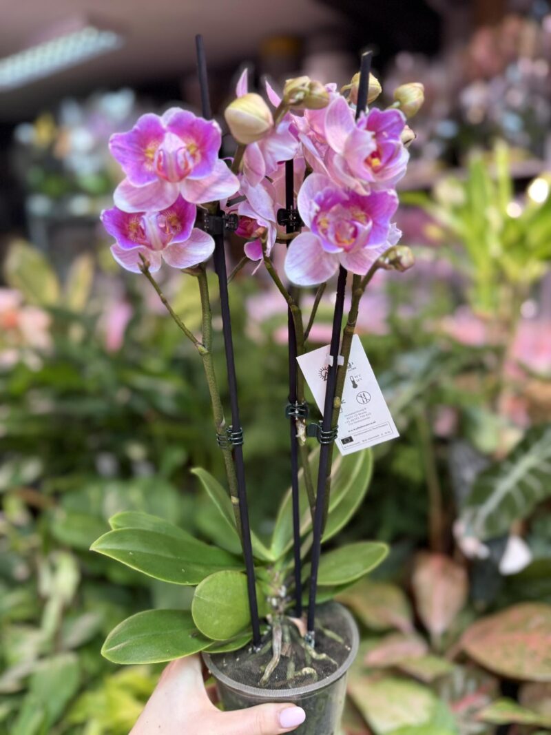 Storczyk z mixa peloric butterfly różowo biały