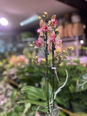 Phalaenopsis Lucky Leopard peloric | Storczyk