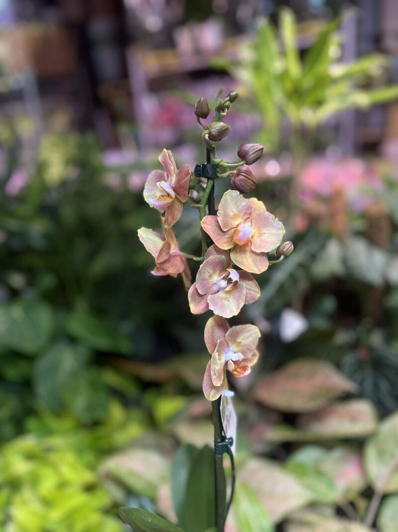 Phalaenopsis Brion Butterfly | Storczyk